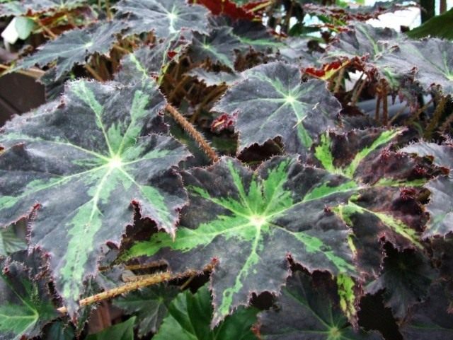 Бегония борщевиколистная (Begonia heracleifolia)