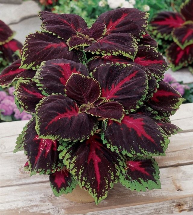 Колеус (Coleus)