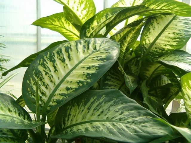 Диффенбахия (Dieffenbachia)