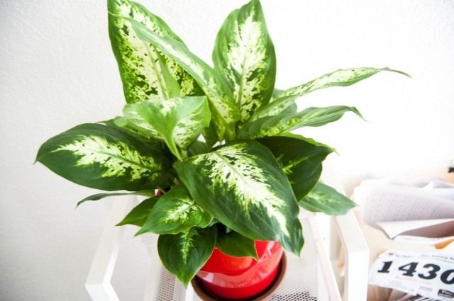 Диффенбахия (Dieffenbachia)