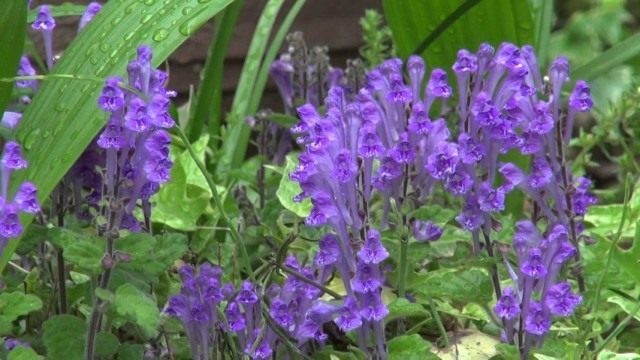 Шлемник байкальский (Scutellaria baicalensis)