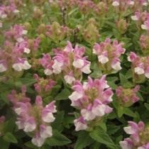 Шлемник альпийский "Аркобалено" (Scutellaria alpina 'Arcobaleno')