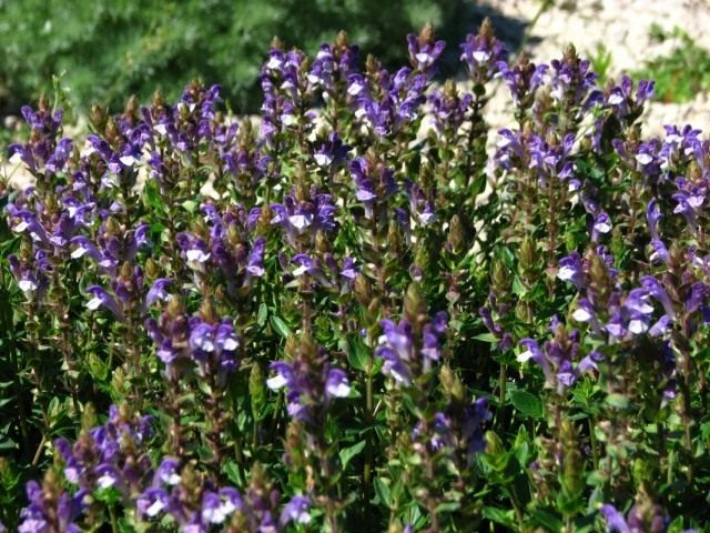 Шлемник байкальский (Scutellaria baicalensis)