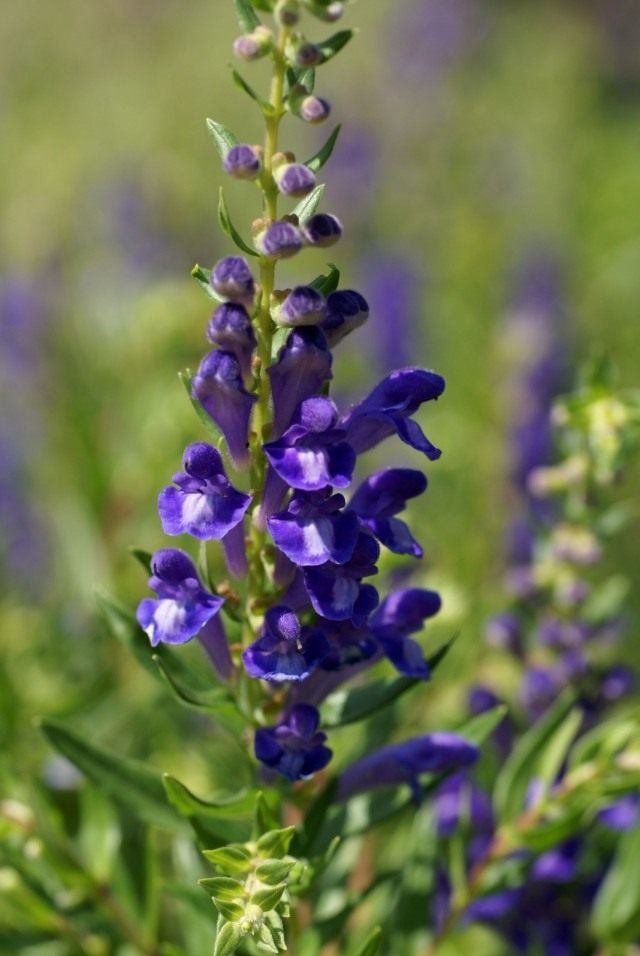 Шлемник байкальский (Scutellaria baicalensis)