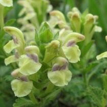 Шлемники сердцелистный (Scutellaria cordifrons)