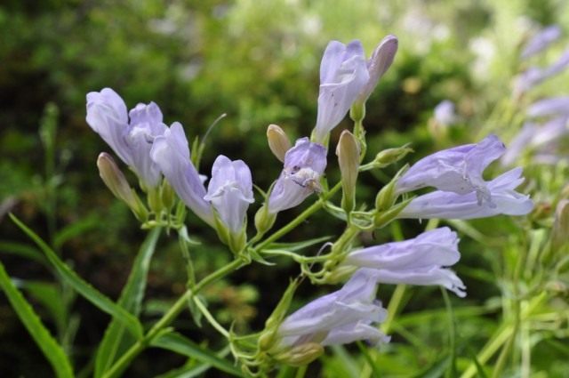 Шлемник обыкновенный (Scutellaria galericulata)