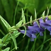 Шлемник копьелистный (Scutellaria hastifolia)