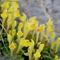 Шлемник восточный (Scutellaria orientalis)