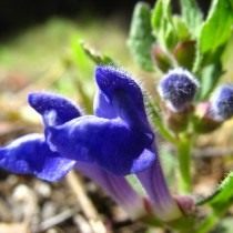 Шлемники клубненосный (Scutellaria tuberosa)