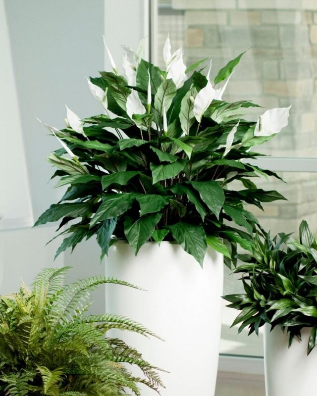 Спатифиллум (Spathiphyllum)