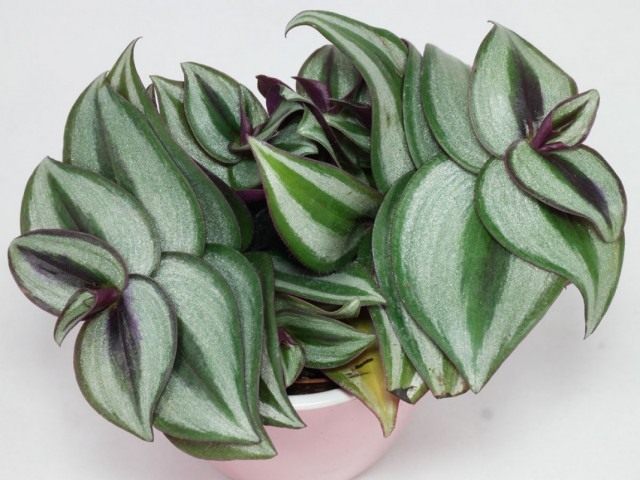 Традесканция висячая (Tradescantia zebrina)