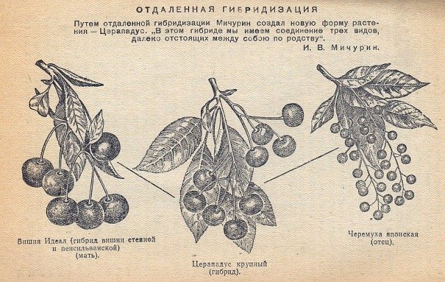 Иллюстрация из работ по гибридизации видов Мичурина И.В. 