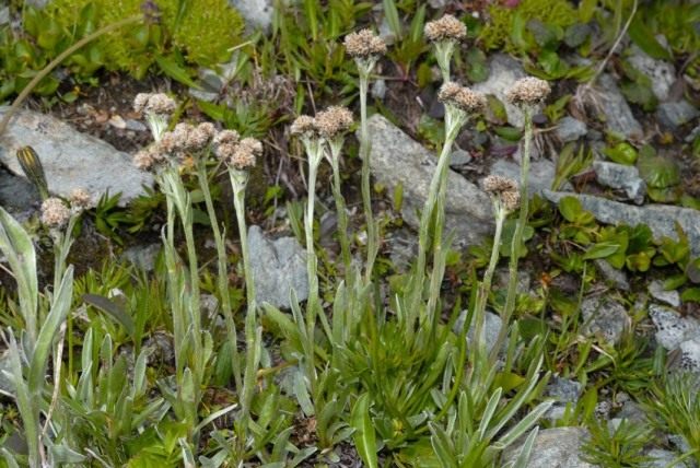 Кошачья лапка карпатская, или Антеннария карпатская (Antennaria carpatica)