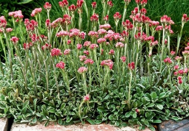 Кошачья лапка двудомная, или Антеннария двудомная "Рубра" (Antennaria dioica 'Rubra')