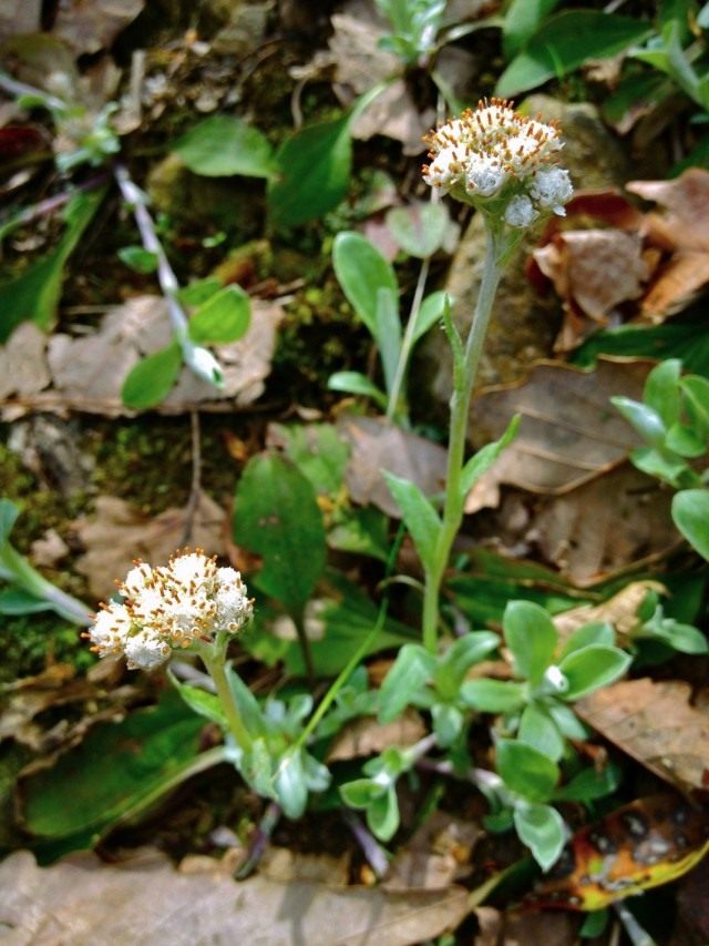 Кошачья лапка подорожниколистная, или Антеннария подорожниколистная (Antennaria plantaginifolia)