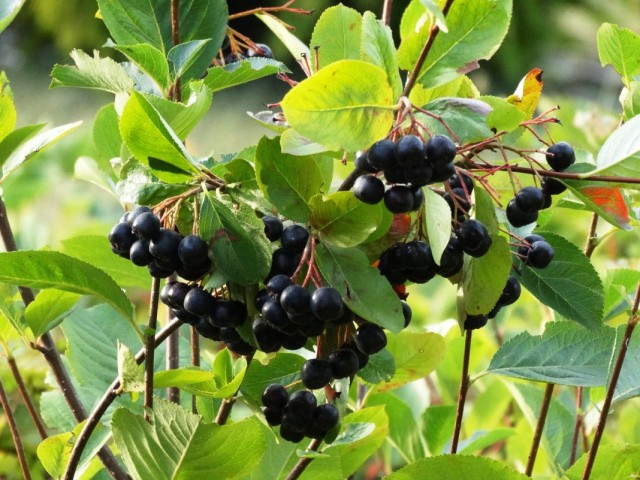 Арония черноплодная, или Черноплодная рябина (Aronia melanocarpa)