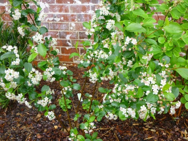 Арония черноплодная, или Черноплодная рябина (Aronia melanocarpa)