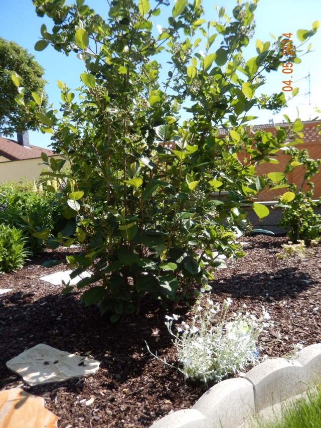 Арония черноплодная, или Черноплодная рябина (Aronia melanocarpa)