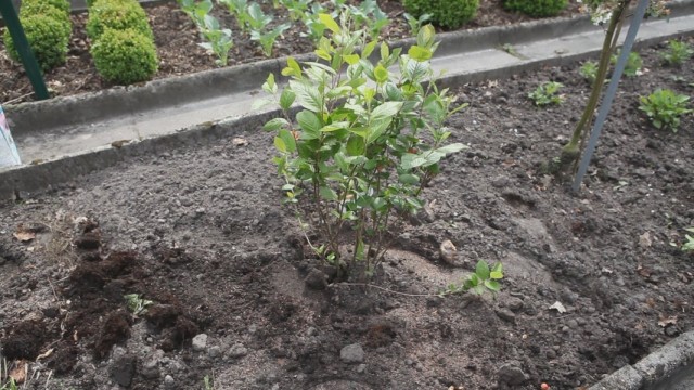 Арония черноплодная, или Черноплодная рябина (Aronia melanocarpa)