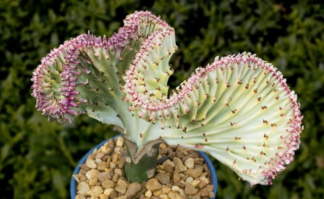 Молочай молочный формы кристата, форма вариегата (Euphorbia lactea f. cristata f.variegata)