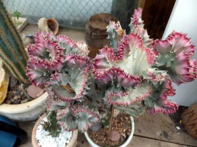 Молочай молочный формы кристата (Euphorbia lactea f. cristata)