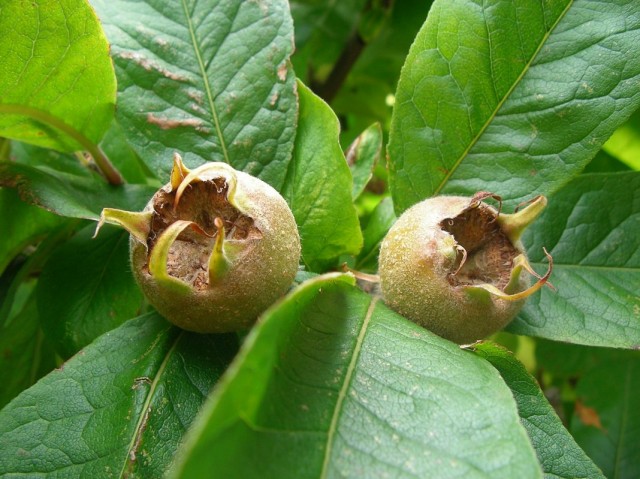 Мушмула германская (Mespilus germanica)