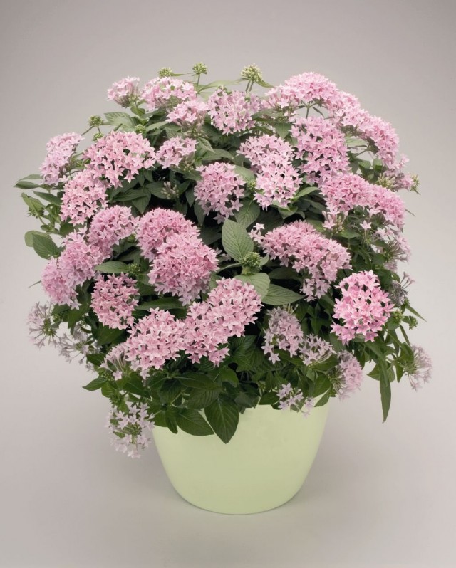 Пентас ланцетовидный (Pentas lanceolata)