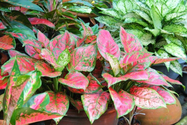 Каладиум двухцветный (Caladium bicolor)