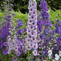 Дельфиниум (Delphinium)