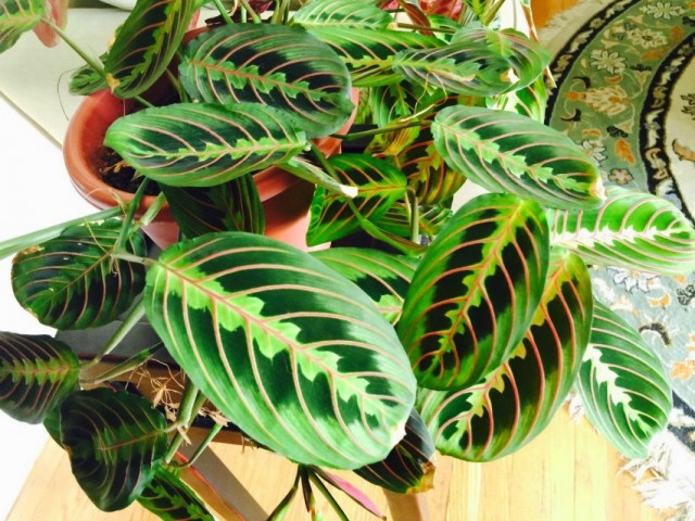 Маранта беложилковая (Maranta leuconeura)