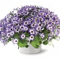 Перикаллис гибридный (Pericallis hybrida), или Крестовник садовый, или Цинерария кровавая