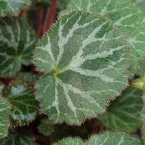 Камнеломка плетеносная (Saxifraga stolonifera)