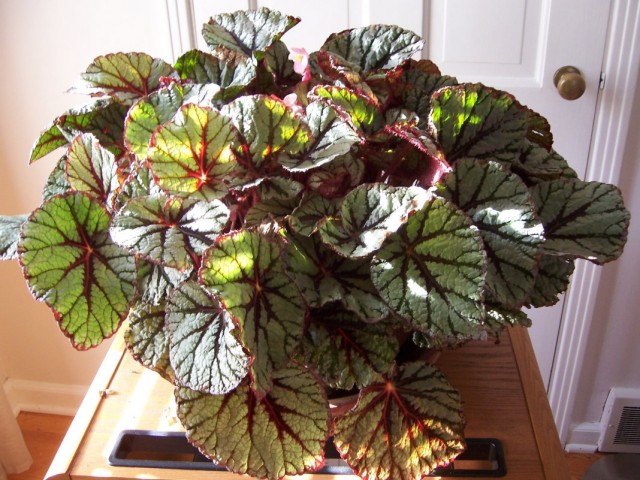 Бегония королевская (Begonia rex)