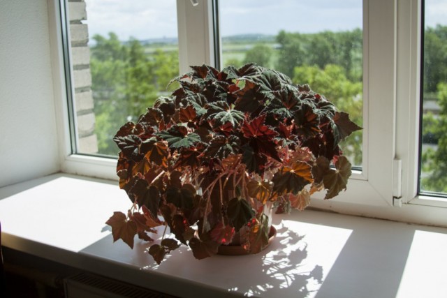 Бегония королевская (Begonia rex)