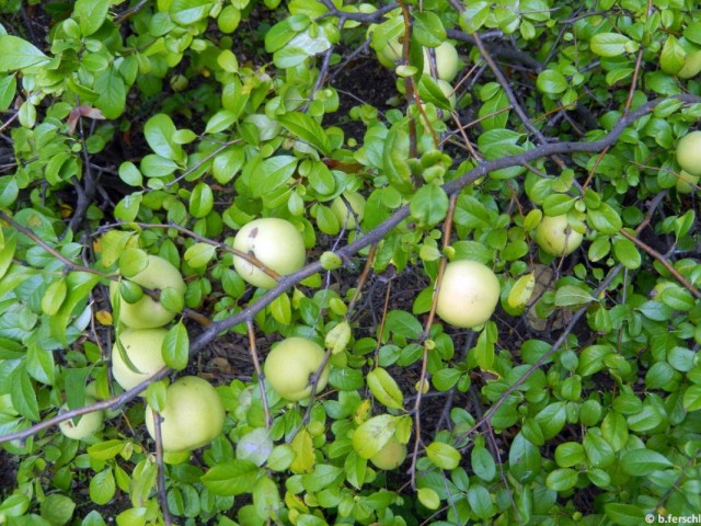 Хеномелес японский, или айва японская (Chaenomeles japonica)