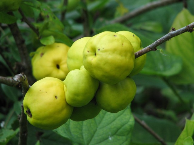 Хеномелес японский, или айва японская (Chaenomeles japonica)