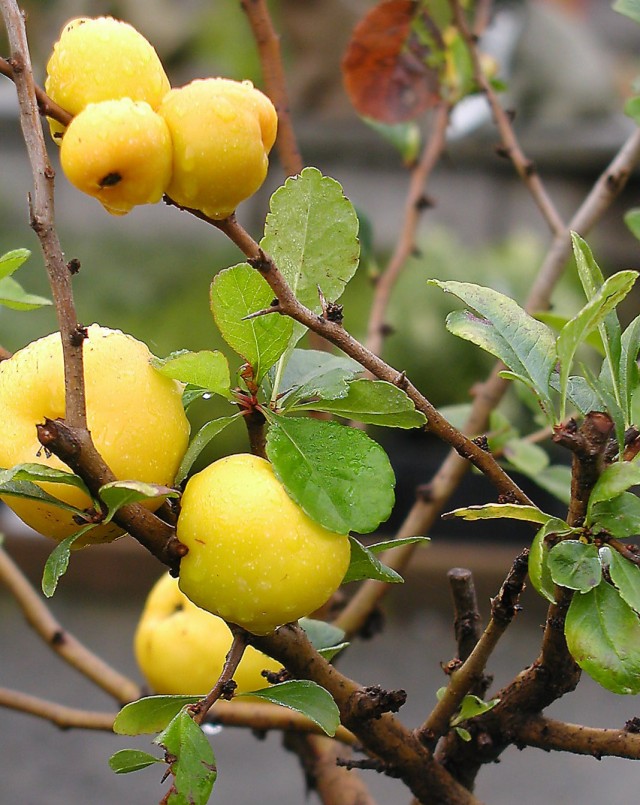 Хеномелес японский, или айва японская (Chaenomeles japonica)