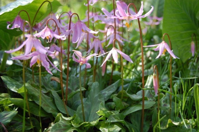 Кандык завёрнутый, или Кандык отвёрнутый (Erythronium revolutum)