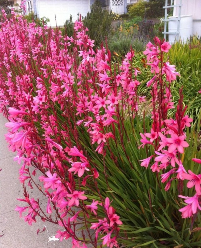 Утсония (Watsonia)