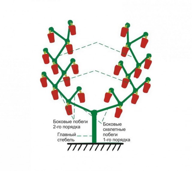 Схема метода формирования куста перца в два стебля