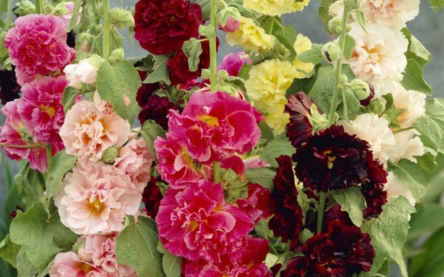 Штокроза розовая (Alcea rosea)