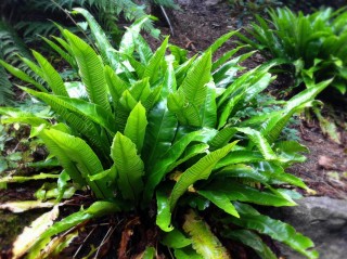 Костенец сколопендровый (Asplenium scolopendrium)