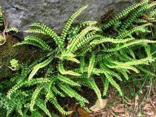 Костенец волосовидный (Asplenium trichomanes)