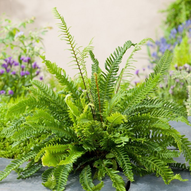 Дербянка колосистая (Blechnum spicant)