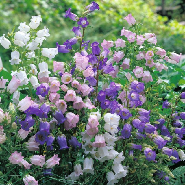 Колокольчик средний (Campanula medium)