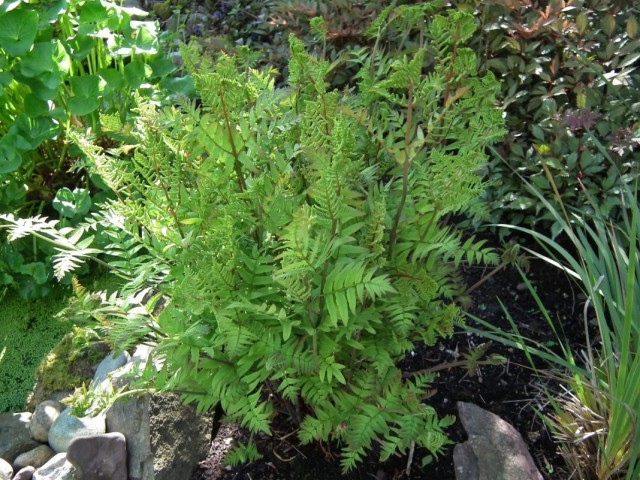 Чистоус королевский (Osmunda regalis)