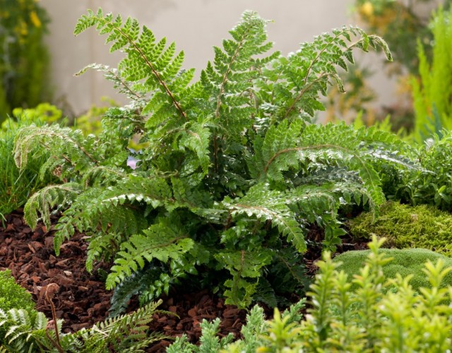 Многорядник многореснитчатый (Polystichum polyblepharum)