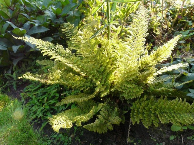 Многорядник щетинконосный (Polystichum setiferum)