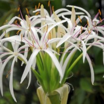 Кринум азиатский (Crinum asiaticum)