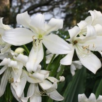 Кринум Ягус (Crinum jagus)